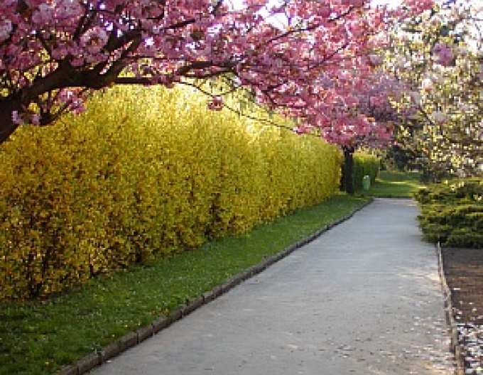 Forsythia x intermedia
