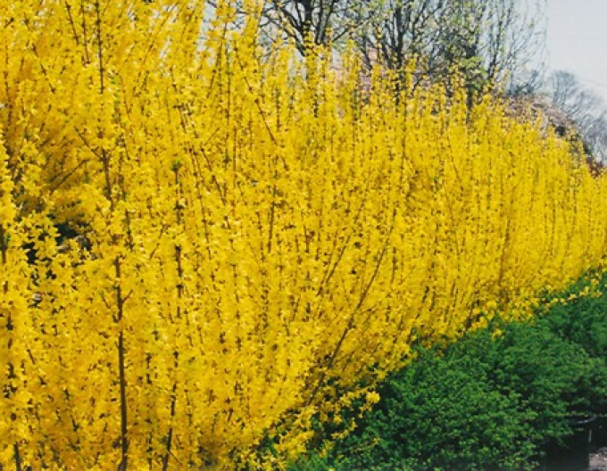 Forsythia x intermedia