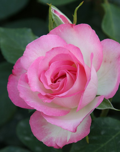 Trandafir pomișor´Bordure Rose´