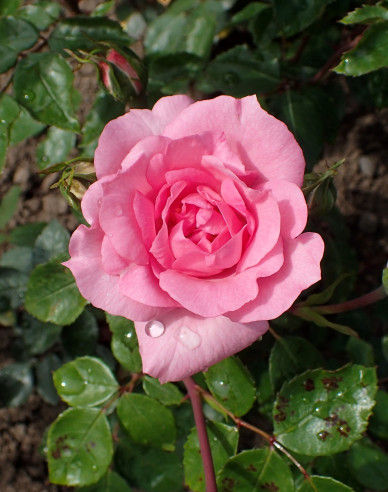 Trandafir pomișor´Bordure Rose´