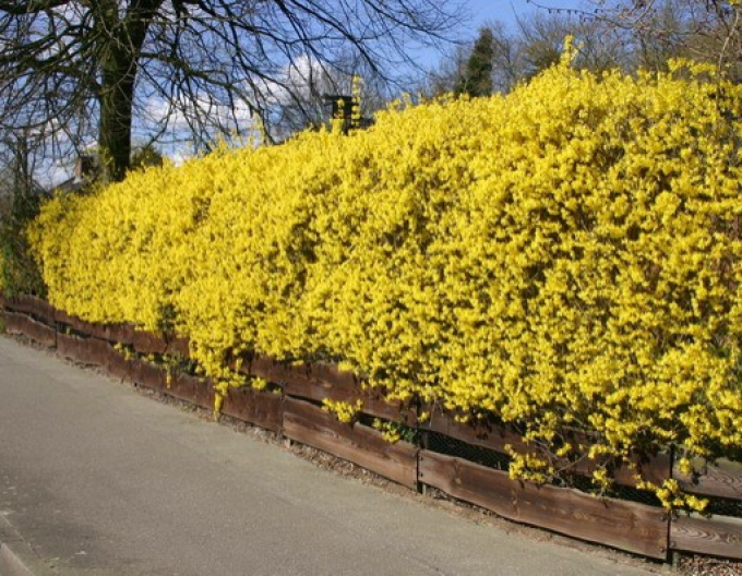 Forsythia x intermedia