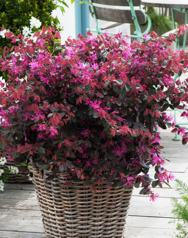 Loropetalum chinese ´Fire Dance´