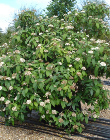 Viburnum rhytidophyllum 3l