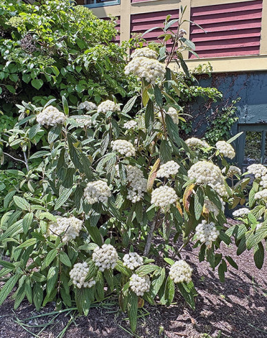 Viburnum rhytidophyllum 3l