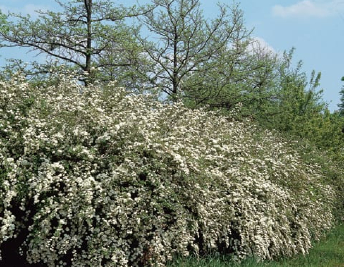 Cununiță floarea  miresii