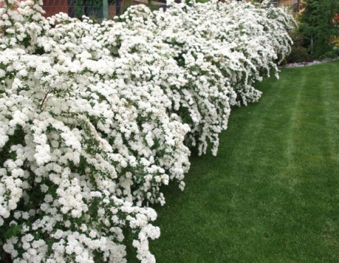 Spiraea lui Van Houtte