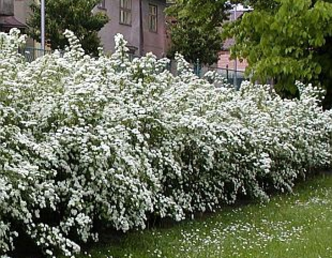 Spiraea lui Van Houtte