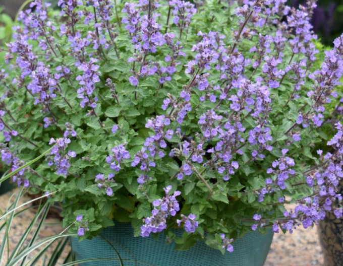 Menta pisici Purssian Blue