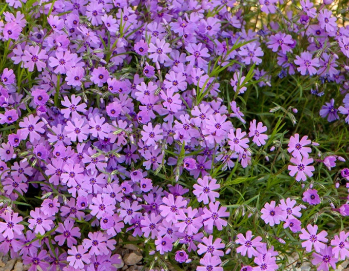Flox Purple Beauty