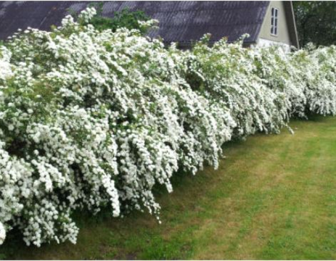 Spiraea lui Van Houtte