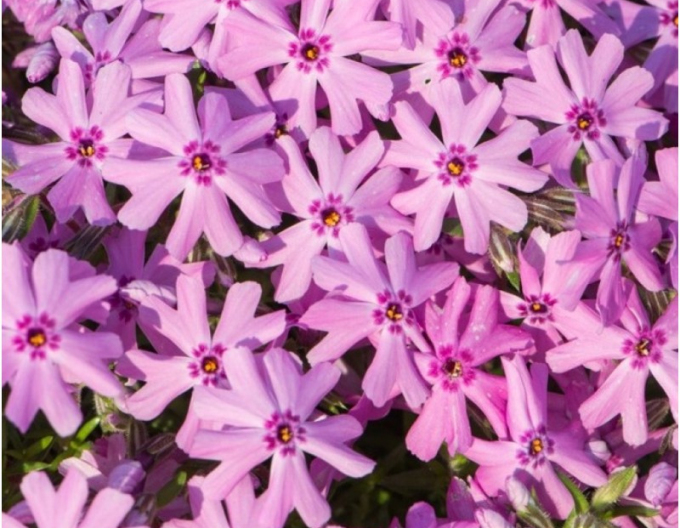 Flox Trandafir fabulos