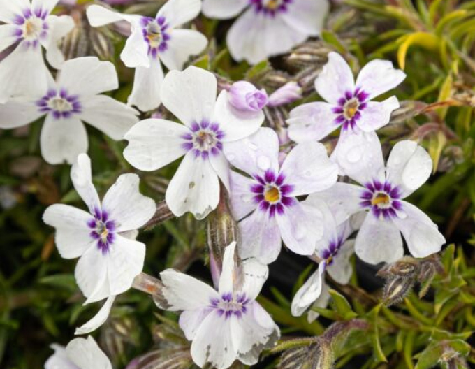Flox  alb fabulos