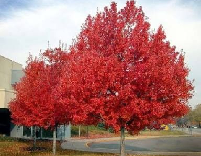 Arțar roșu "October Glory
