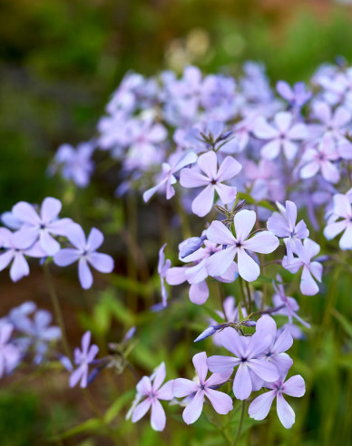 Phlox  ´Clouds of Perfume´