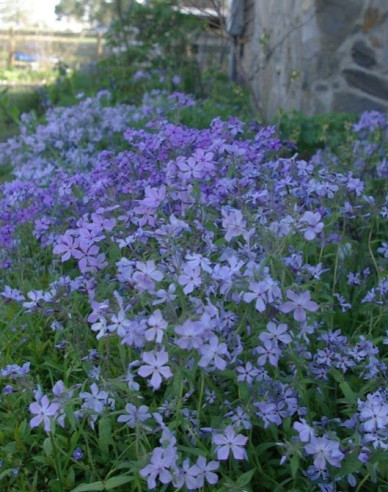 Phlox  ´Clouds of Perfume´