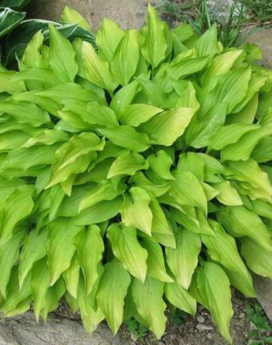 Crin de toamnă - Hosta ´Lemon Lime´
