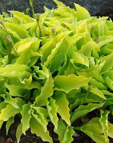 Crin de toamnă - Hosta ´Lemon Lime´
