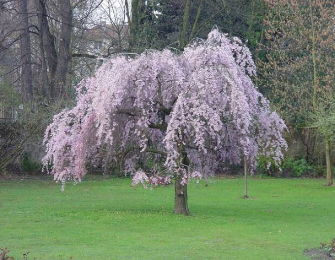 Cireș ornamental