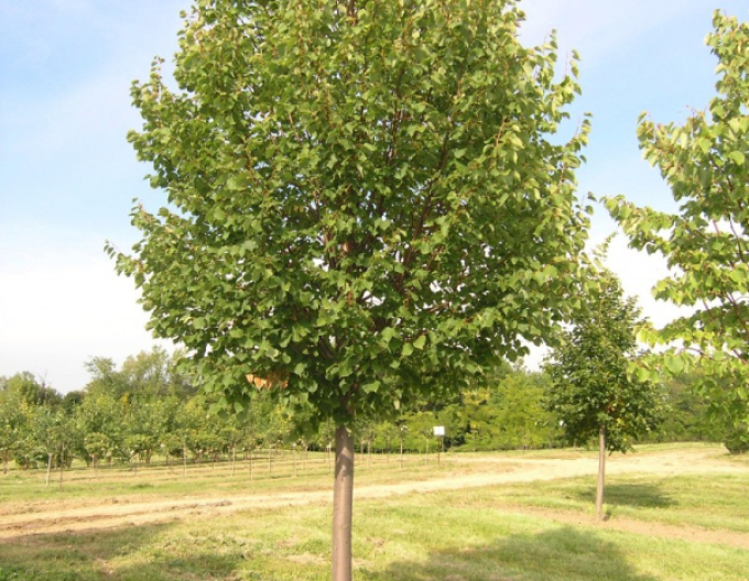 Arbore de tei "Greenspire