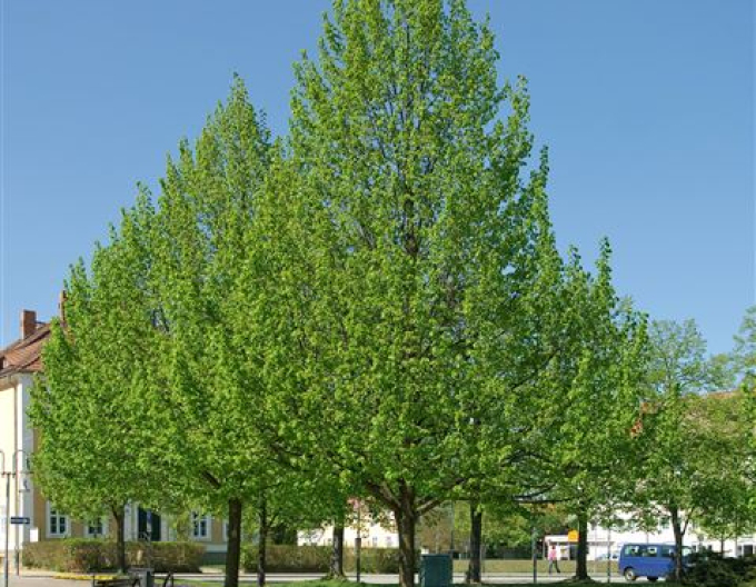 Arbore de tei "Greenspire