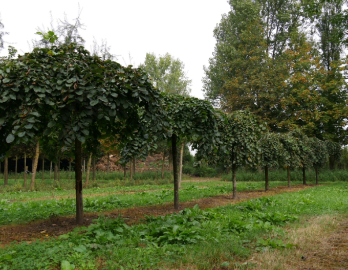 Ulm de munte Camperdownii