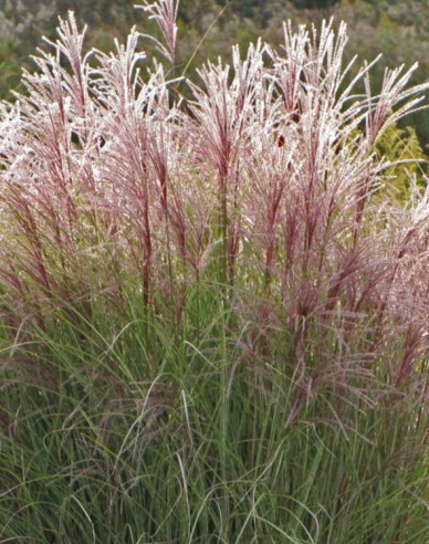 Miscanthus sinensis Ferner Osten