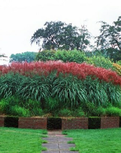 Miscanthus sinensis Ferner Osten
