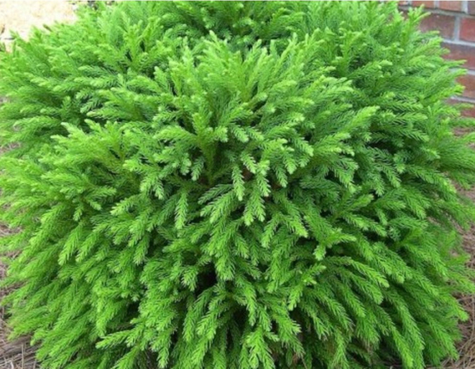 Cryptomeria japonica ´Elegans Nana ´
