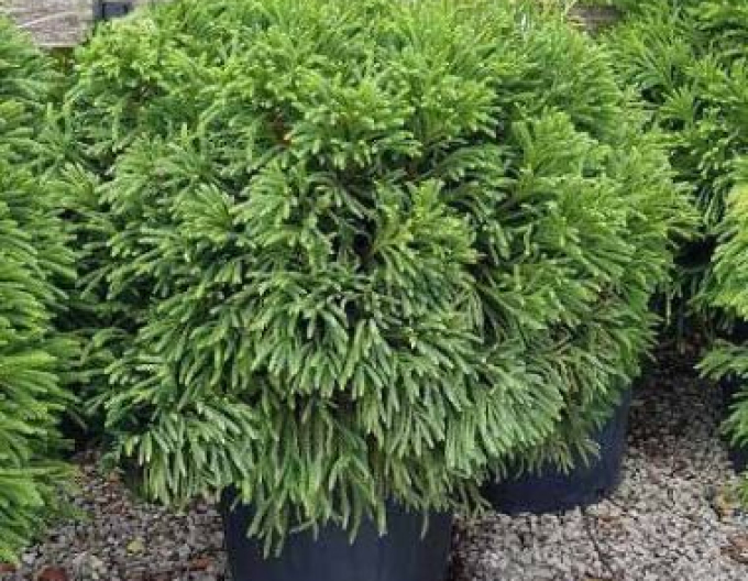 Cryptomeria japonica ´Elegans Nana ´