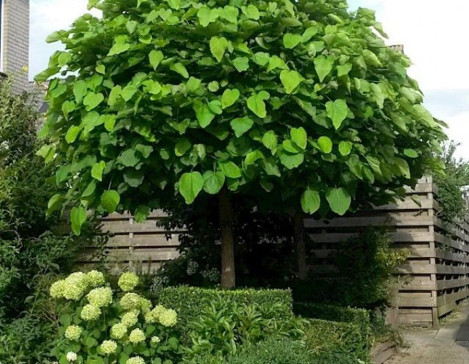 Catalpa ovata