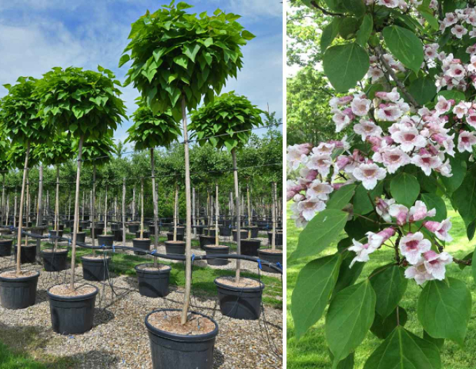 Catalpa ovata