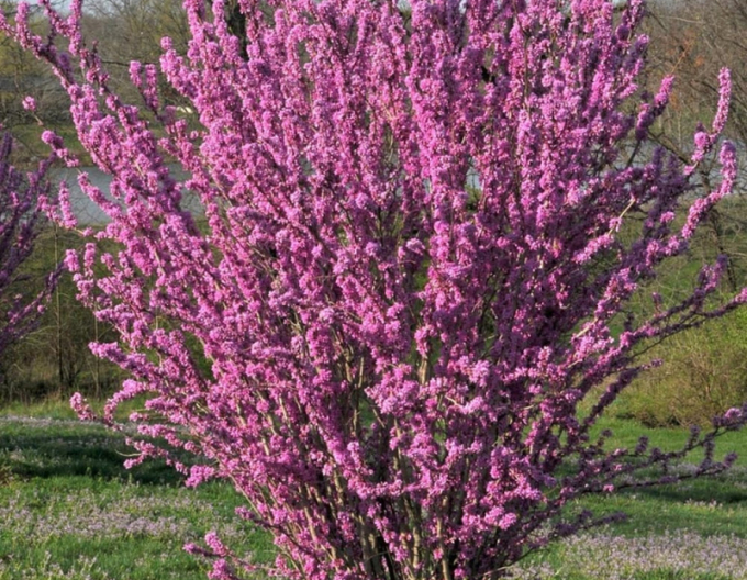 Arborele lui iuda chinezAvondale 100cm