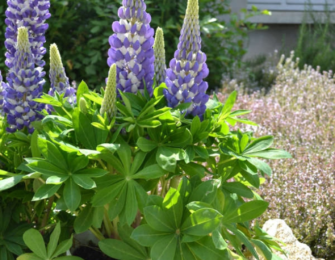 Lupin ´Blue Shades´