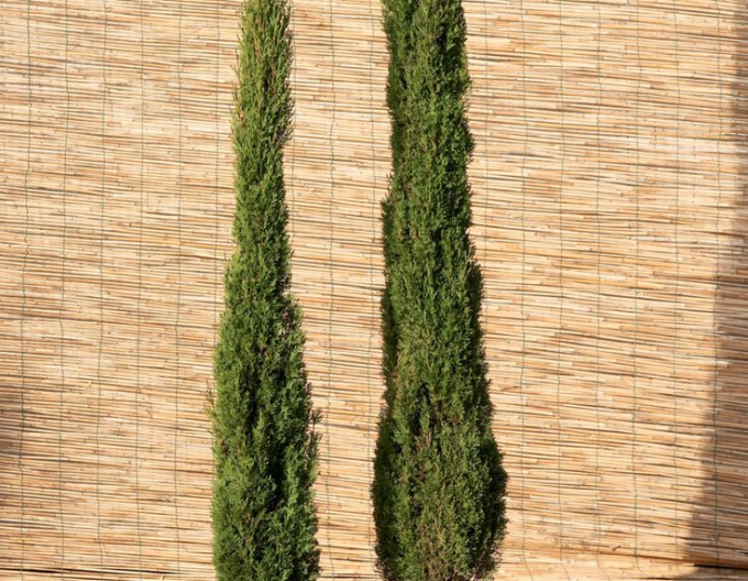 Cupressus ´Totem ´