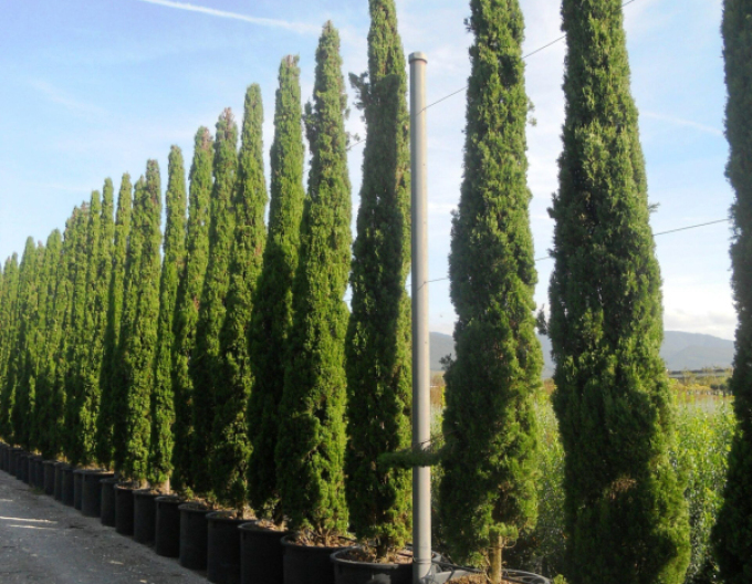 Cupressus ´Totem ´