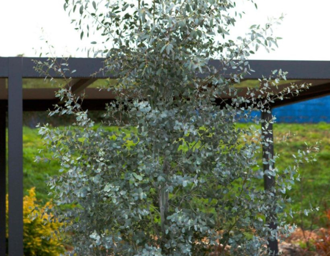 Eucalyptus ´Silveriana´