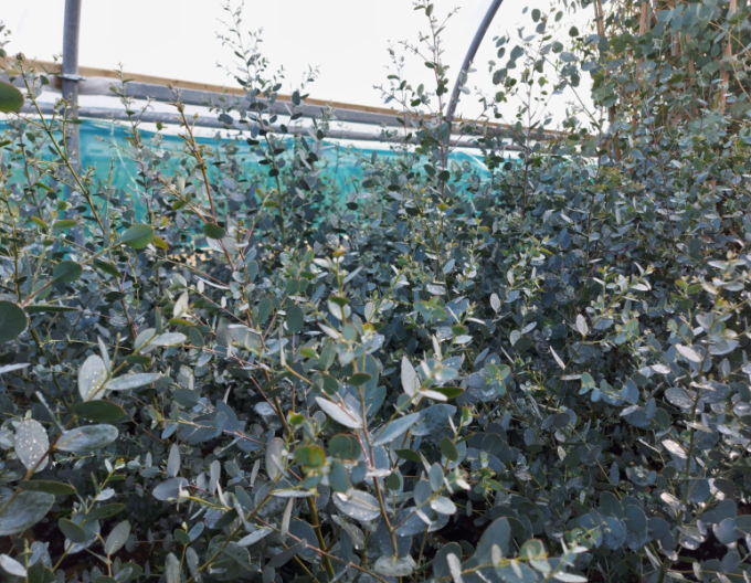 Eucalyptus ´Silveriana´