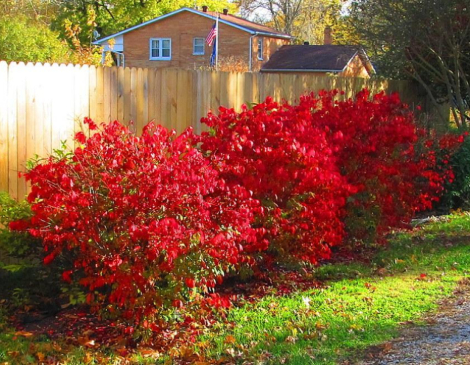 Euonymus alatus ´Compactus´ 9L