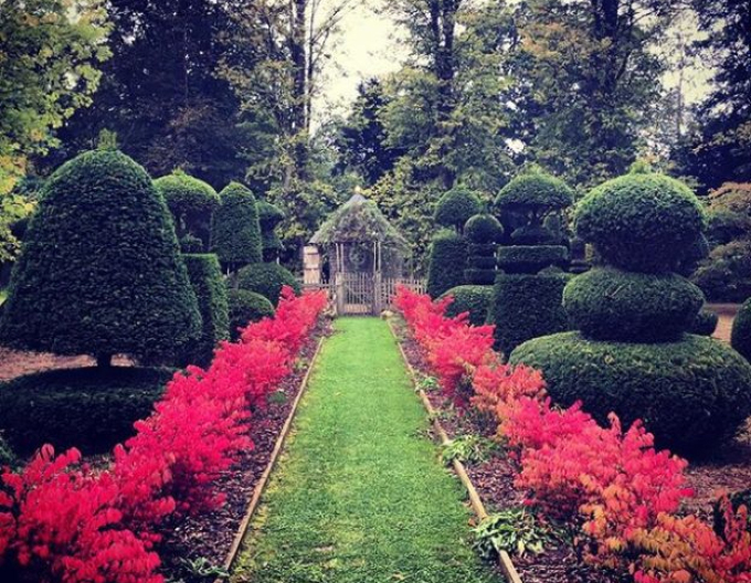 Euonymus alatus ´Compactus´ 9L