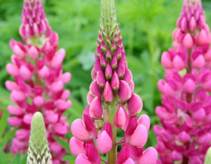 Lupinus ´Gallery Rose Shades´