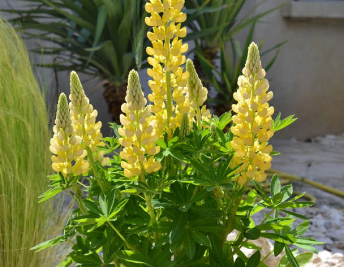 Lupinus Gallery Yellow Shades