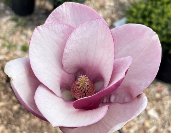 Magnolia ´Cameo´