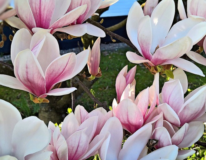 Magnolia ´Cameo´