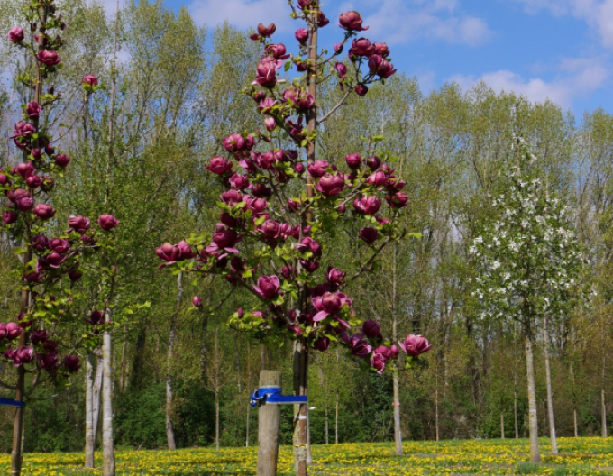Magnolia ´Genie´ pe o tulpină