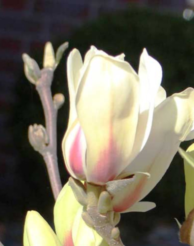 Magnolia ´Sunrise´ pe o tulpină