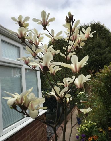 Magnolia ´Sunrise´ pe o tulpină