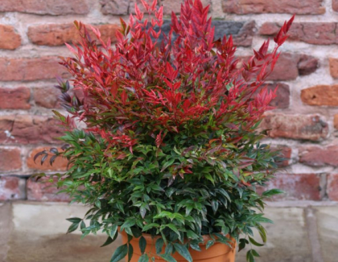 Nandina ´Obsedat´