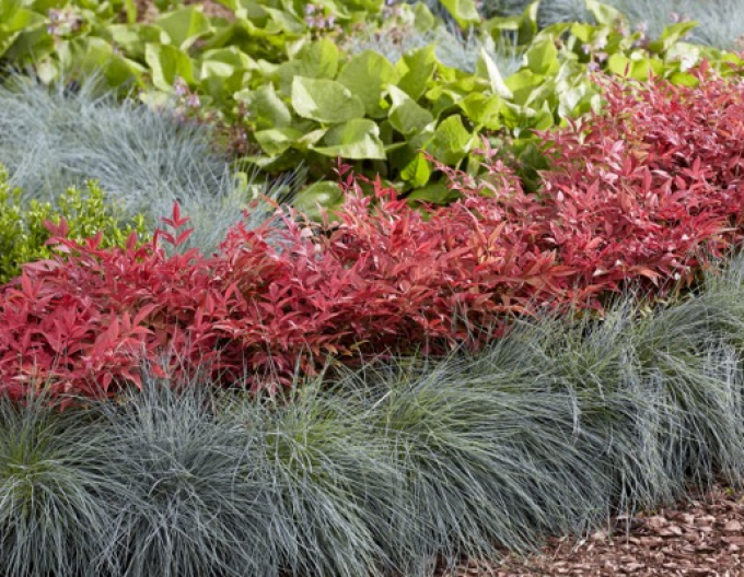 Nandina ´Obsedat´