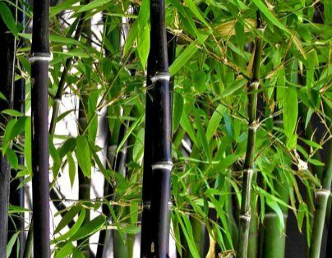 Bambus negru 120- 130cm