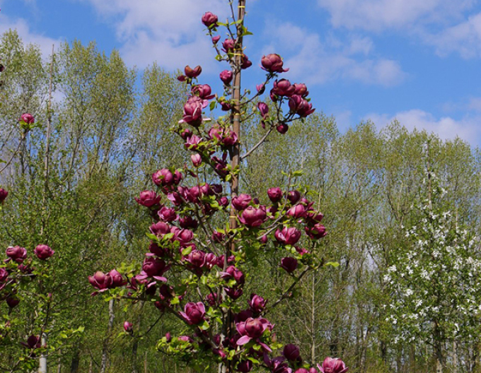 Magnolia ´Genie´ pe o tulpină